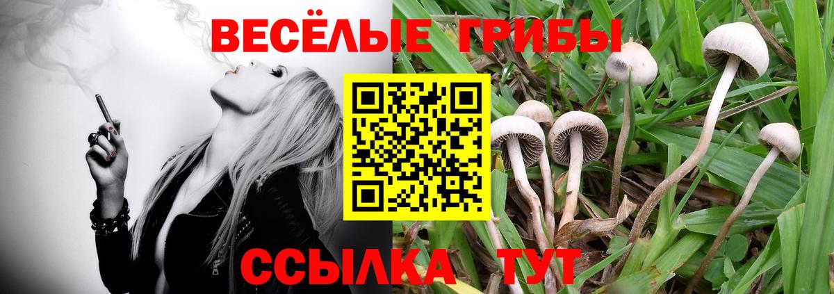Галлюциногенные грибы Psilocybe Волхов